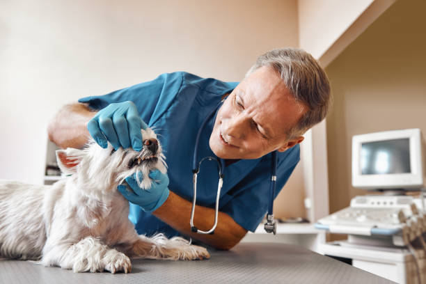 Best Cosmetic Emergency Dentistry in Spencerville, MD